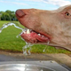 Image for article titled Important physics breakthrough solves the mystery of how dogs drink